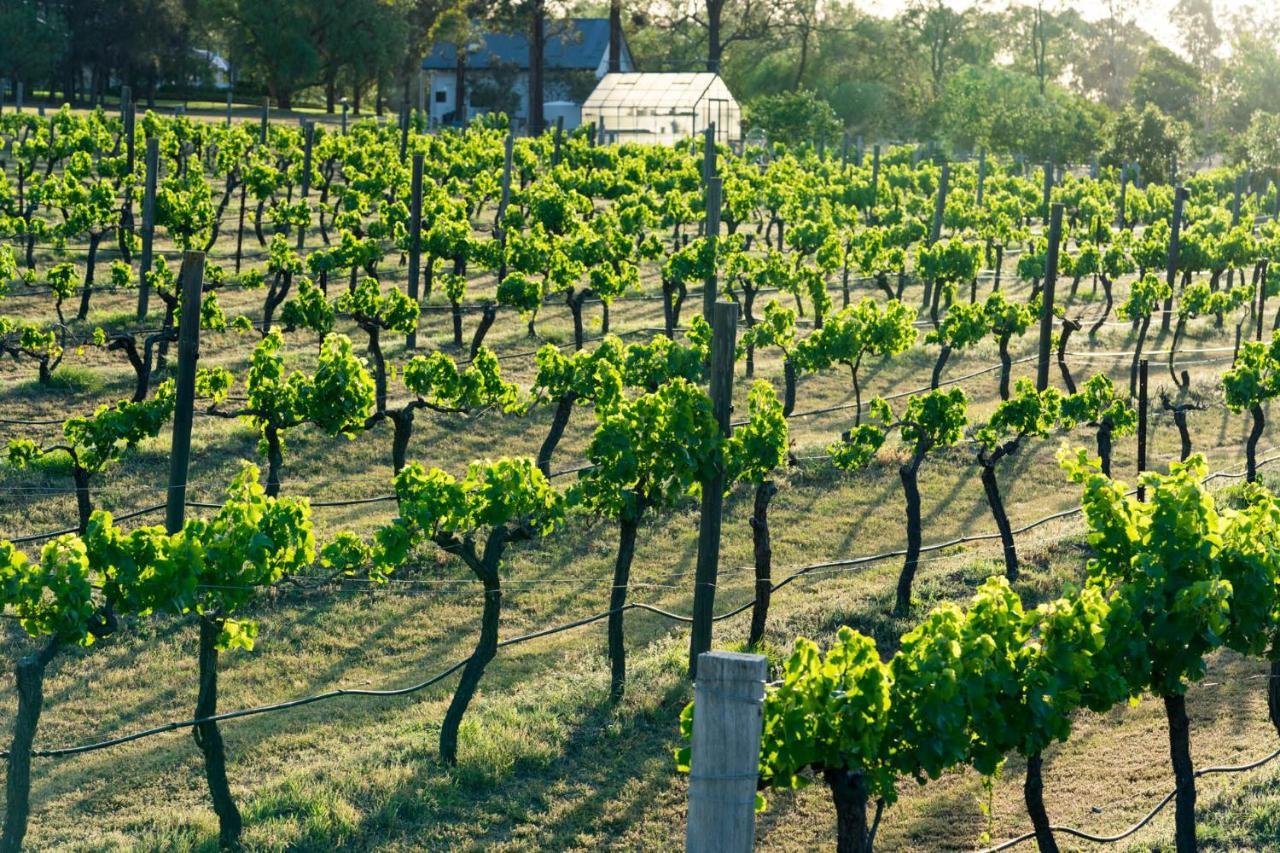 Thistle Hill Guesthouse - Walk To Many Wineries And Restaurants Pokolbin Εξωτερικό φωτογραφία